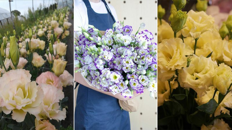 Lisianthus Flower: Elegance and Grace in Blooms