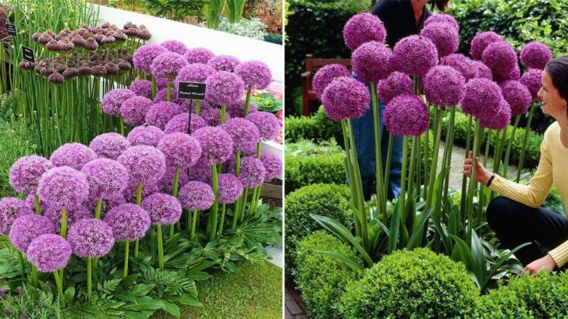 Allium Giganteum: The Majestic Beauty of Giant Alliums