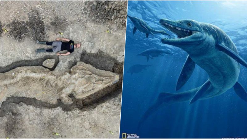 A33-foot-long ichthyosaur fossil, the biggest of a predator that roamed the waters during the dinosaur era, has been discovered in an English nature reserve.