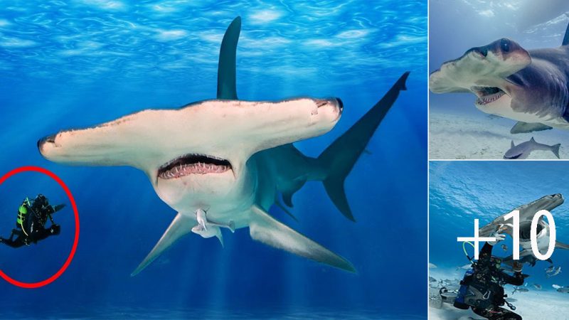 The Enigmatic Hammerhead Shark: A Marvel of the Ocean