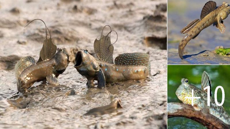 Discovering the Astonishing Tree Climbing Fish: The Marvel of Running, Jumping, and Climbing on Land