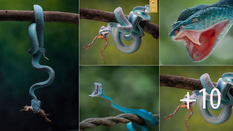 Close-Up of the Blue Insularis Viper: A Southeast Asian Predator Unveiled