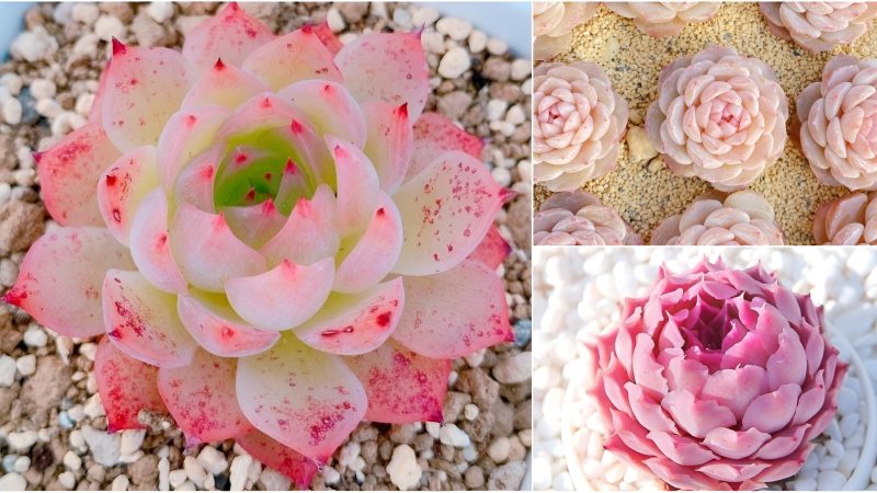 How to Plant, Grow, and Care for Pink Succulents.