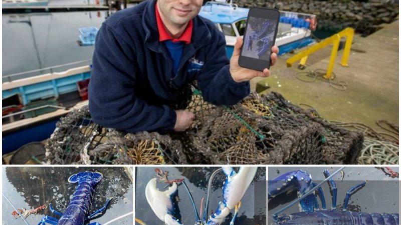 Stunned British Fisherman Catches Ultra-rare Blue Lobster, Dubbed ‘One in 2 Million,’ and Immediately Releases It