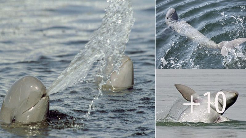 Irrawaddy Dolphin: A Glimpse into the Lives of These Unique Marine Creatures