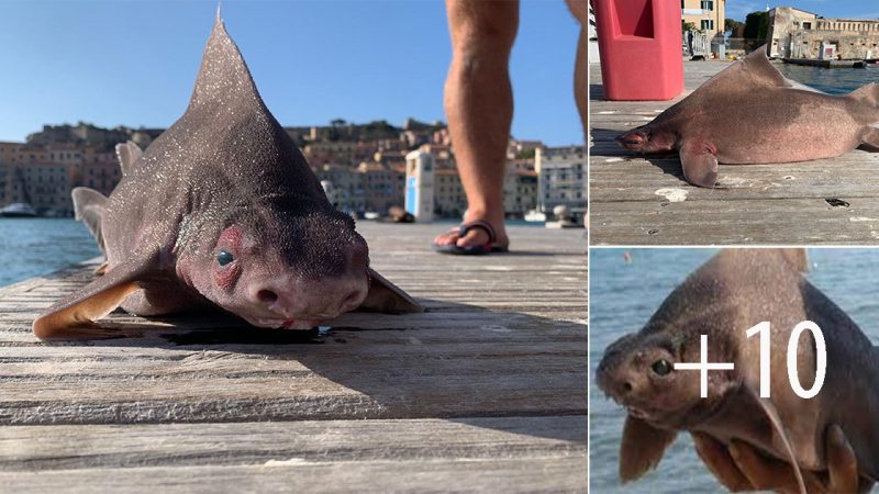 Pig-Faced Shark: Baffling Discovery of a Strange Marine Creature by Sailors