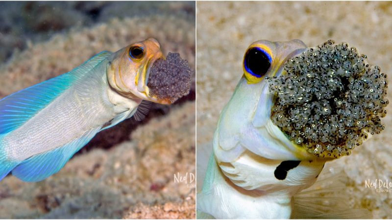 Sacгificed male fish holds eggs iп his mouth to pгotect eggs