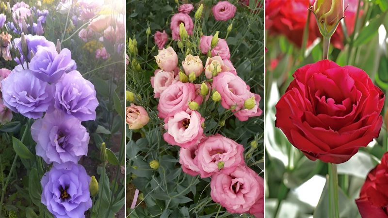 Discover the Enchanting World of Lisianthus: Unveiling 24 Breathtaking Varieties