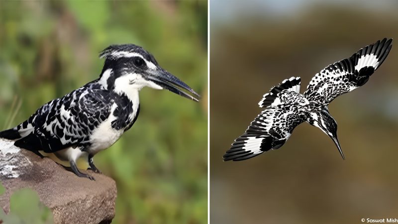 Majestic and Agile: Exploring the Pied Kingfisher’s Aerial Kingdom