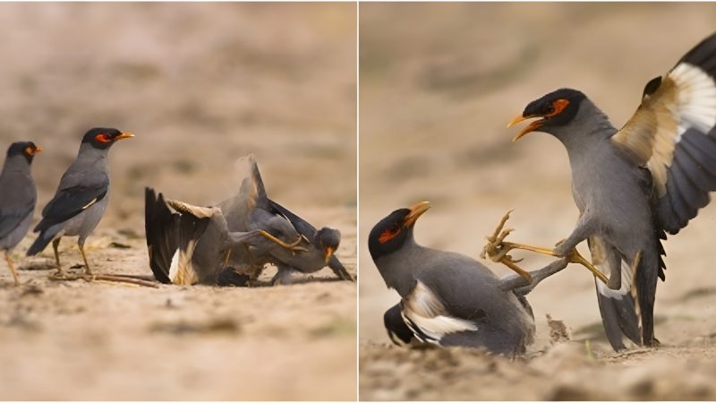 Capturing Nature’s Drama: Intense Battle Between Bank Myna Birds