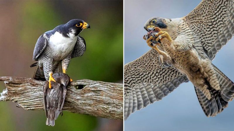 Female Peregrine Falcon eating a Bluejay