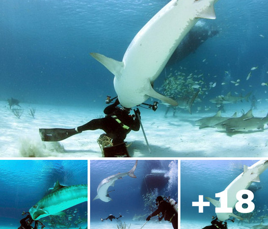 Narrow Escape: Diver’s Brave Stand Against Tiger Shark Using Camera