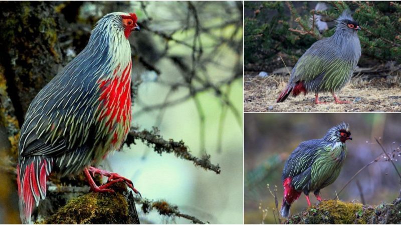 Unveiling the American Blood Pheasant: An Astonishing Avian Species