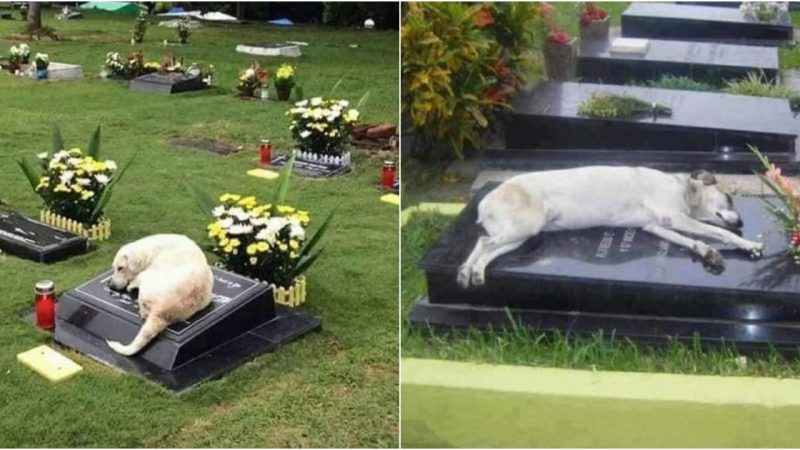 Canine Display of Love and Grief: Dogs Spend Three Days at Owner’s Grave Without Food or Water