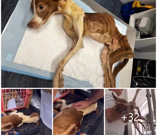 Forsaken and Malnourished: Poignant Unveiling of Emaciated Dog Deserted at Hospital, in Dire Condition, Stirs and Touches Souls