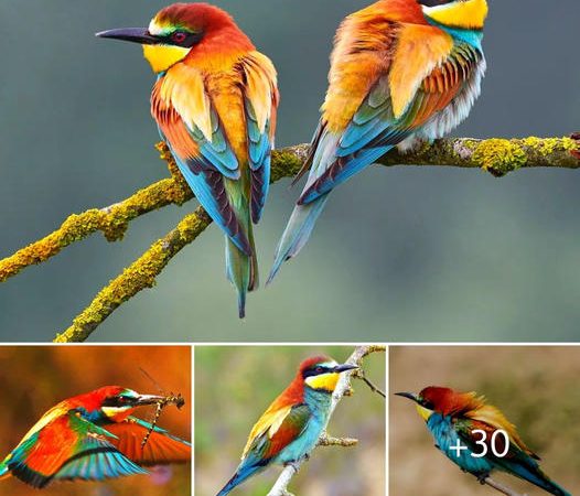 Enchanting Feathers: Behold the Distinctive Appearance of These Extraordinary Avian Creatures