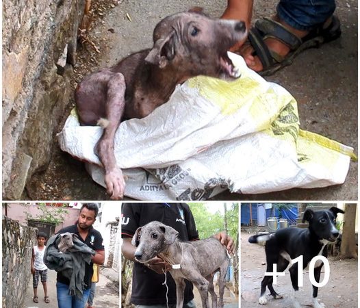 Saving a Sick Dog: Owner Heartlessly Abandons and Wraps Pet in Plastic Bag on the Street