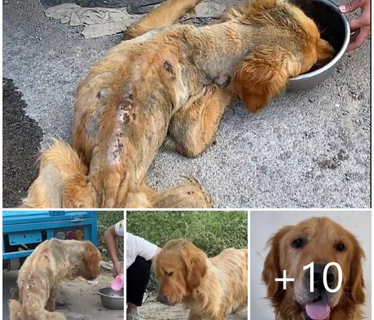 Rescued Stray Golden Retriever Goes From Near Death to New Life