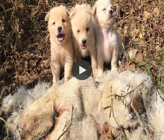 Three Puppies Stranded Without Mother in the Woods for Days