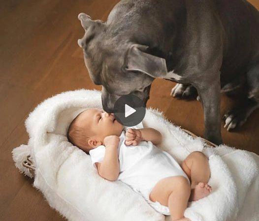 Adopted Dog’s Sweet Kiss Fills Family with Pure Joy as Newborn Child Joins