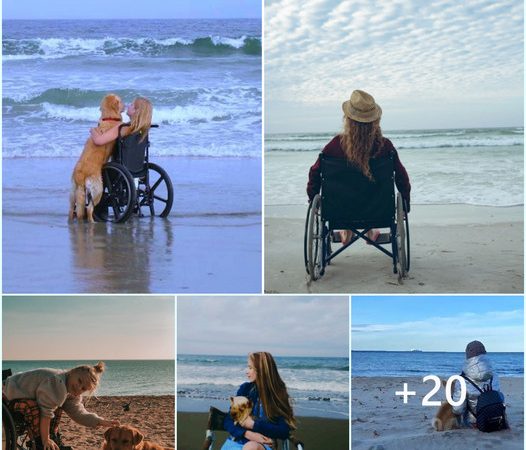 Devoted Dog’s Heartwarming Attempt to Fulfill Paralyzed Owner’s Beach Dream, a Touching Tale