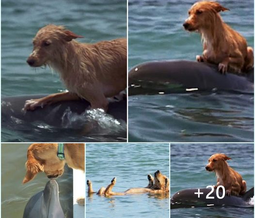 Incredible Bond: Canines and Dolphins Collaborate in Daring Aquatic Rescue