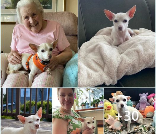 Eternal Connection: Unbreakable Bond between a Centenarian and an 11-Year-Old Chihuahua Filled with Delight