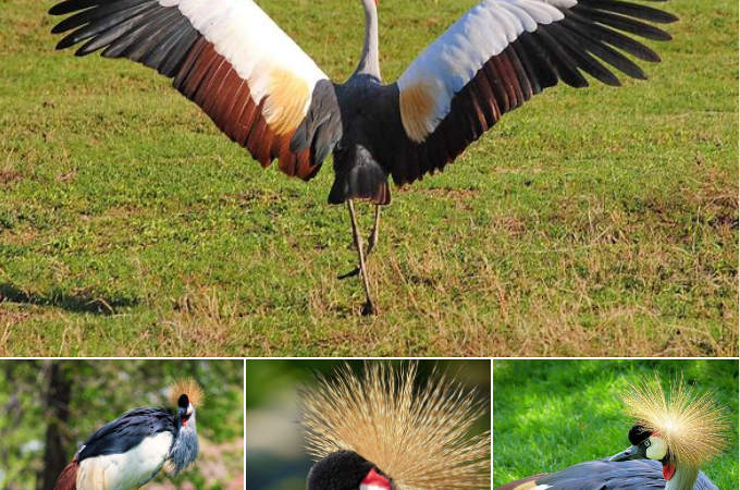 Discovering the Gray Crowned Crane (Balearica regulorum)