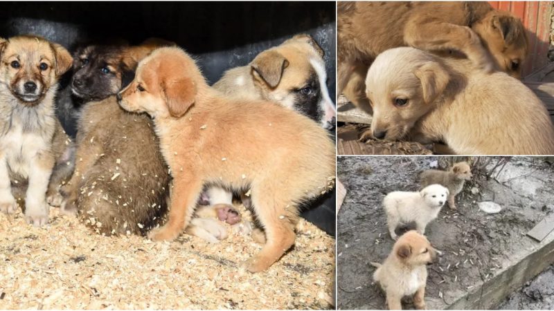 Orphaned Puppies Elicit Children’s Tears as They Search for Missing Mother