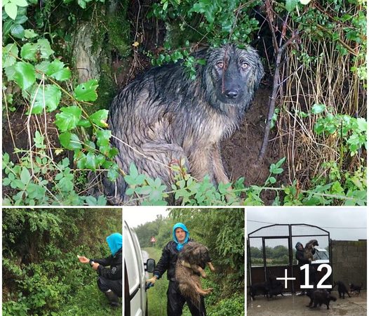 Heart-wrenching Devotion of Abandoned Dog: Braving the Rain to Await Family’s Reunion