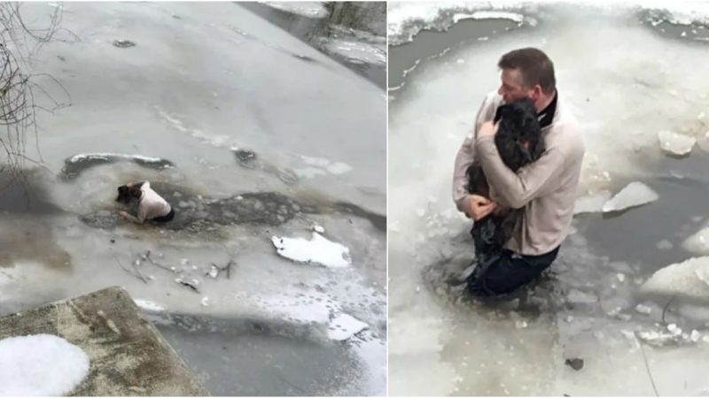 Good Samaritan Saves Stranger’s Dog from Frigid Waters