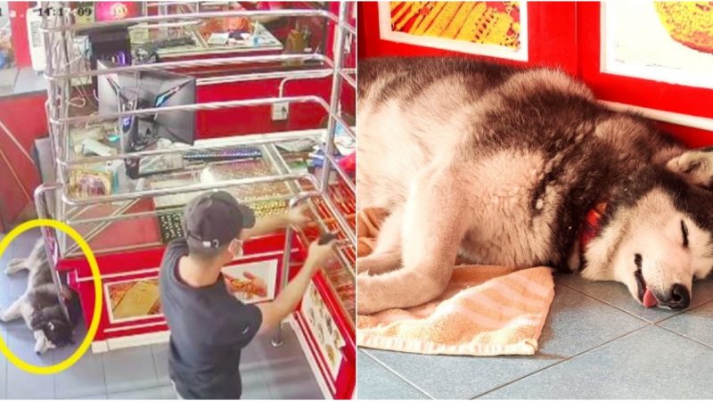 Siberian Husky Snoozes as Jewelry Shop He’s Guarding Gets Simulated Robbery for Entertainment