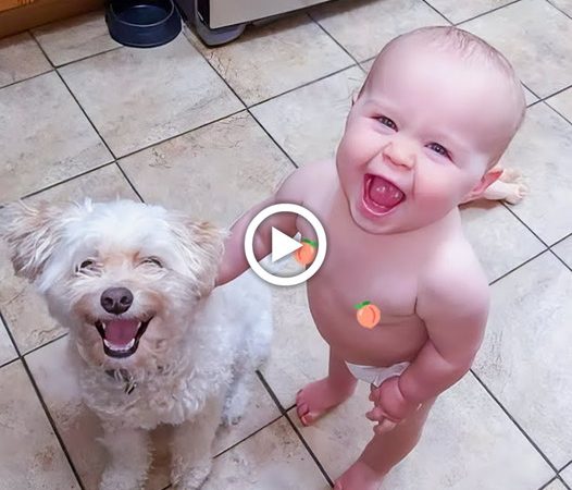 Irresistibly Cute: Babies’ Delightful Reactions While Interacting with Pets (Video)