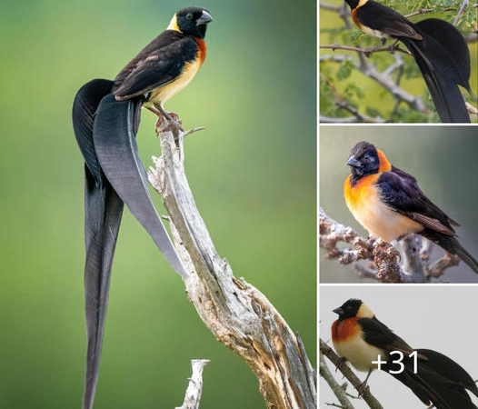 Unveiling the Splendor of the Long-Tailed Paradise Bird: Nature’s Living Masterpiece