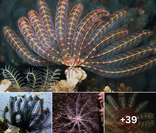 Beneath the Waves: The Enigmatic World of Feathered Stars and Sea Lilies