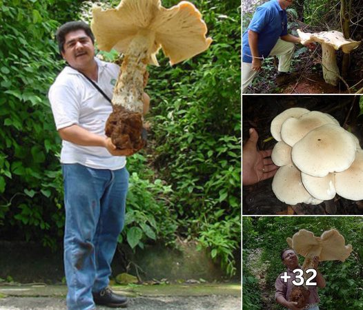 Nature’s Giants: The Enigmatic Macrocybe Titans Mushroom