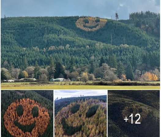 Oregon’s Forest Canvas: The Giant Smiley Face That Brightens the Hillsides