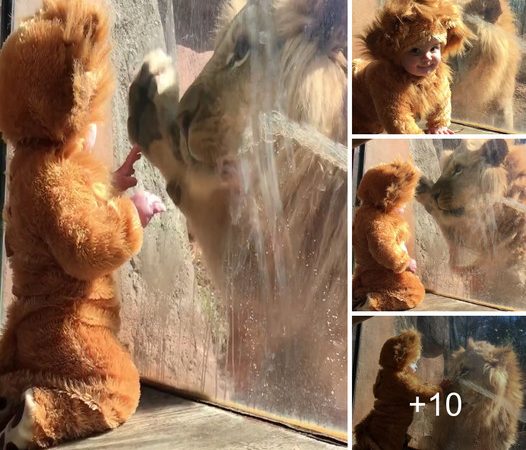 Adorable Encounter: Baby Dressed as Lion Cub Meets Real Lion at Zoo Atlanta