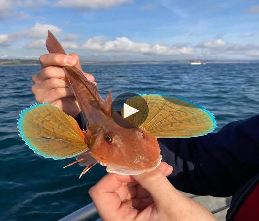 Unveiling the Enigmatic Red Gurnard: A Fish with Astonishing Bird-Like Wings