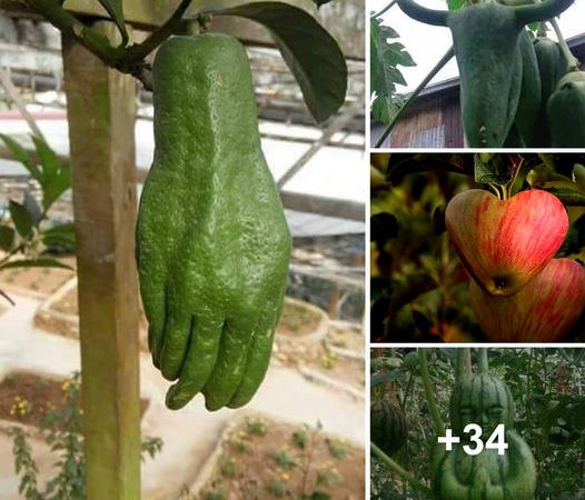 Nature’s Creative Canvas: Unveiling the Fascinating Forms of Fruits