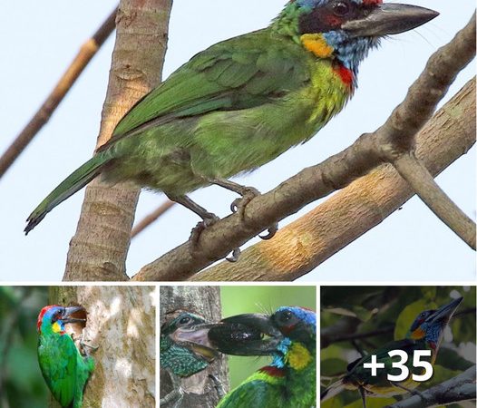 The Radiant Red-Crowned Barbet: A Masterpiece of Color in the Avian World