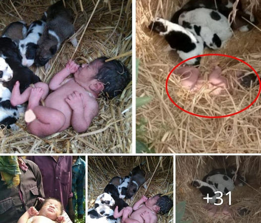 Miraculous Rescue: Puppies Provide Warmth to Abandoned Newborn in Indian Village