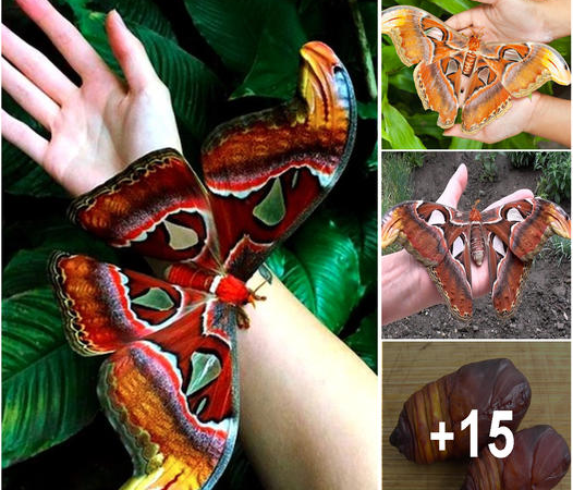 The Giant Atlas Moth: A Rare Discovery in the United States