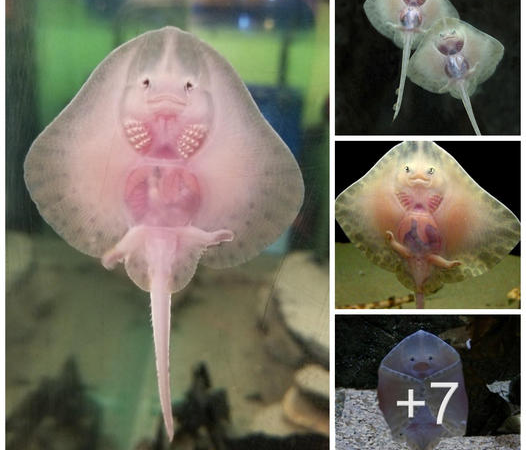 Exploring the Enigmatic World of Stingrays: Cartilaginous Cousins of Sharks