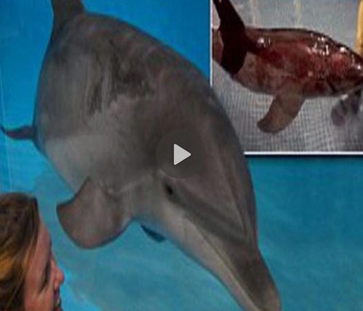 Deaf Dolphin Sassafras: From Sunburned Rescue to a Promising New Home