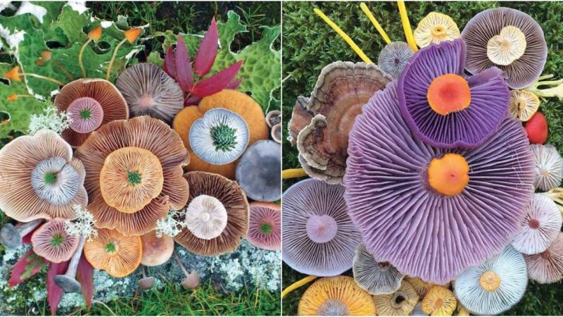 Discovering Alice’s Wonderland: Revealing the Enchanting World of Rainbow Fungi