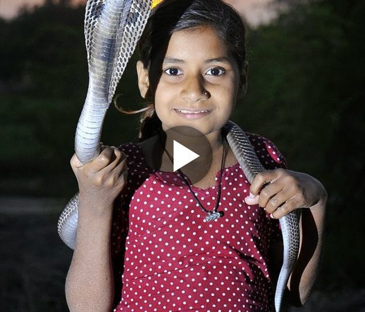 A Remarkable Bond: The 8-Year-Old Indian Girl and Her King Cobras