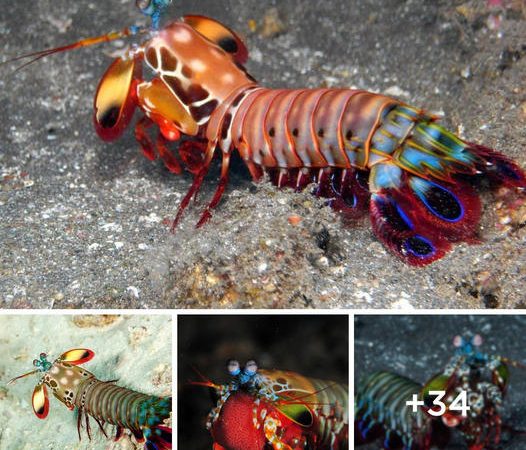 The Ruthless Strike of the ‘Ocean Killer’ Peacock Mantis Shrimp: 1000 Times its Weight