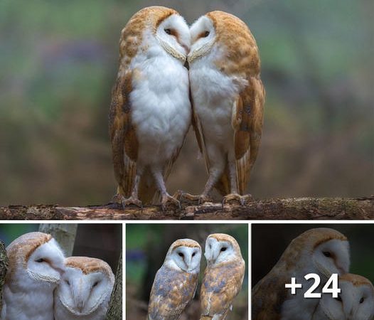 Capturing the Marvelous and Tender Moments of a Sweet Pair of Lovebirds: A Photographer’s Perspective