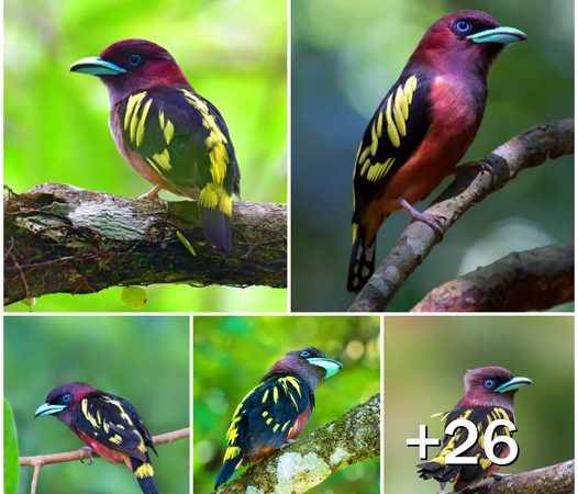 Unveiling the Splendor of Vietnam’s Banded Broadbill: A Jewel of the Canopy